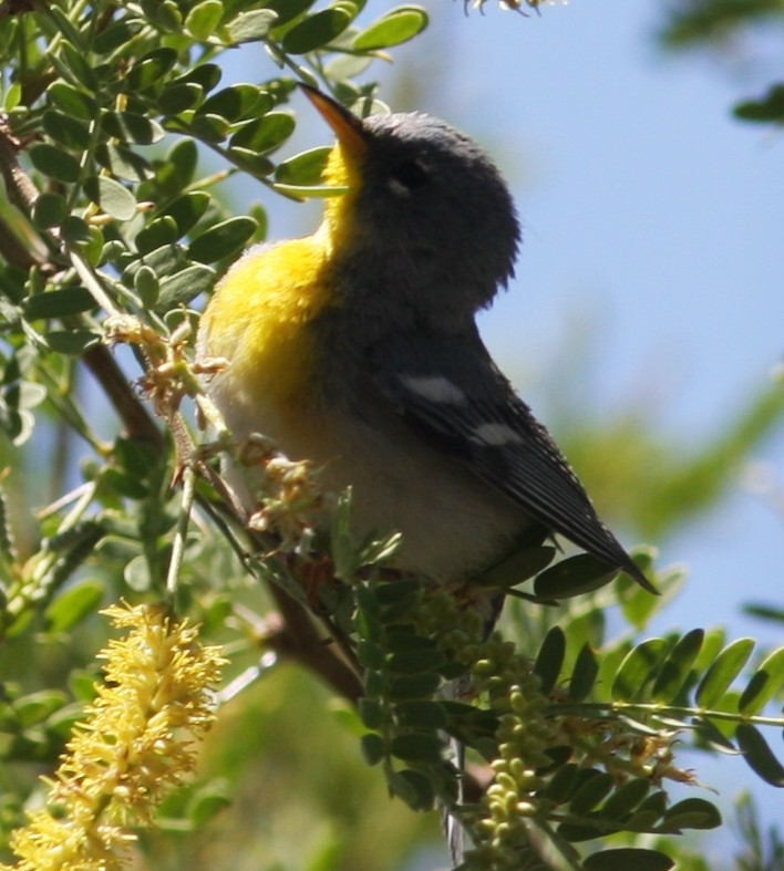 Northern Parula - ML647521689