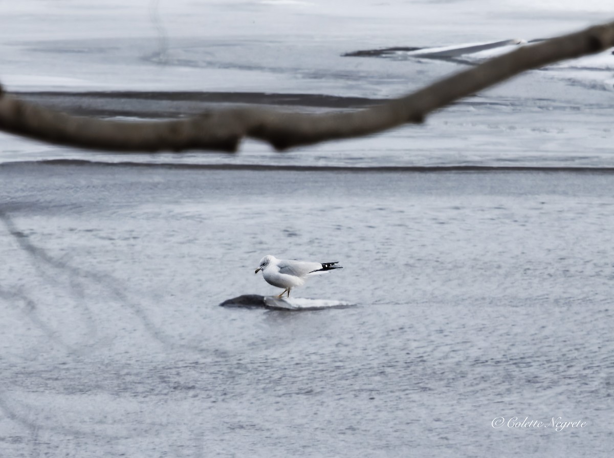 Ring-billed Gull - ML647521690