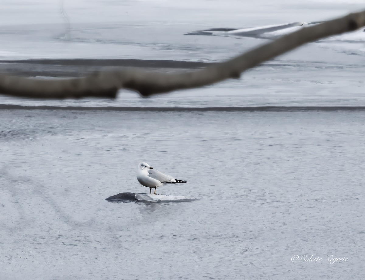 Ring-billed Gull - ML647521691