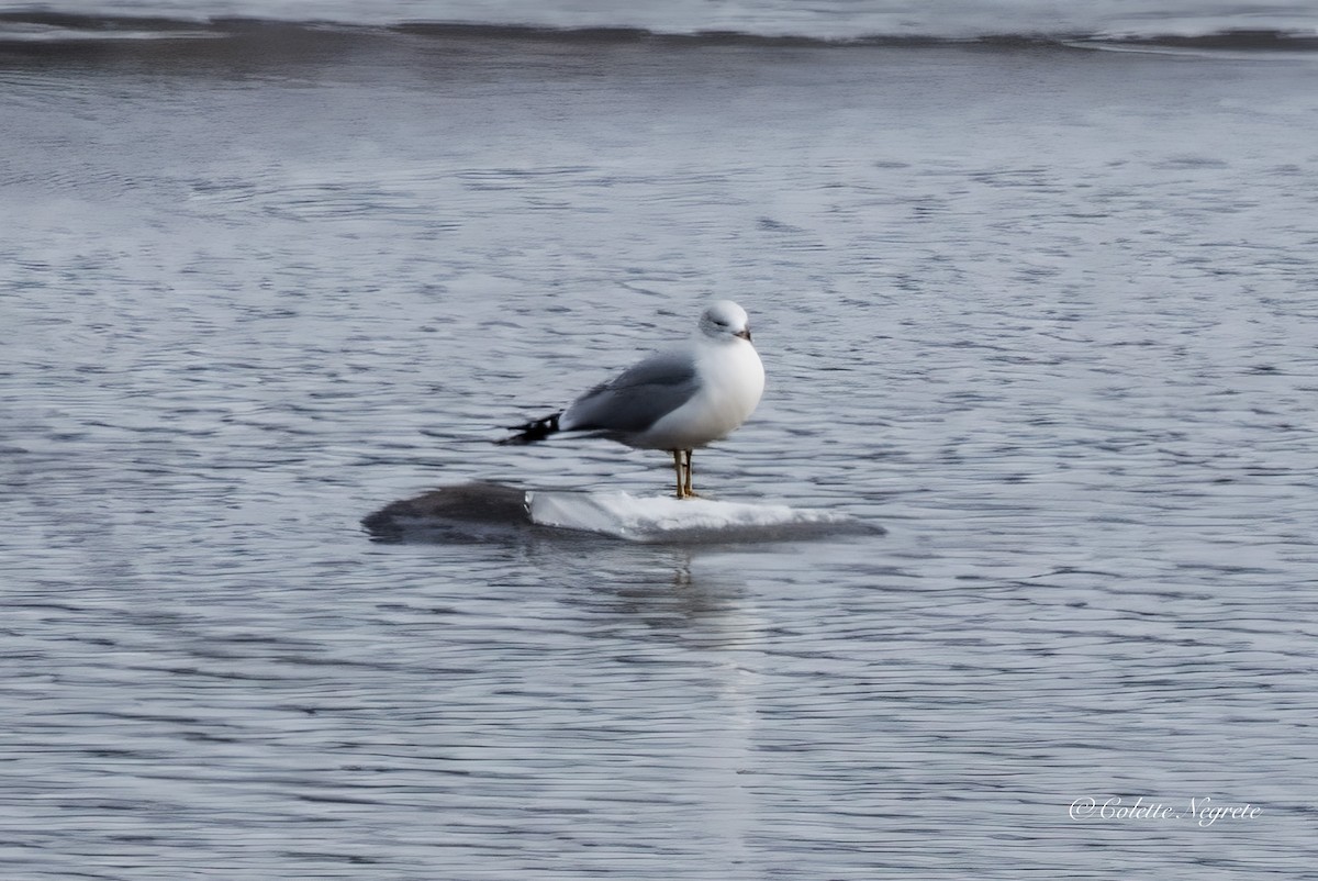 Ring-billed Gull - ML647521692