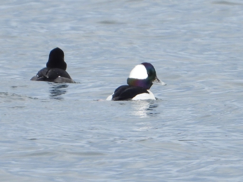 Bufflehead - ML647521693