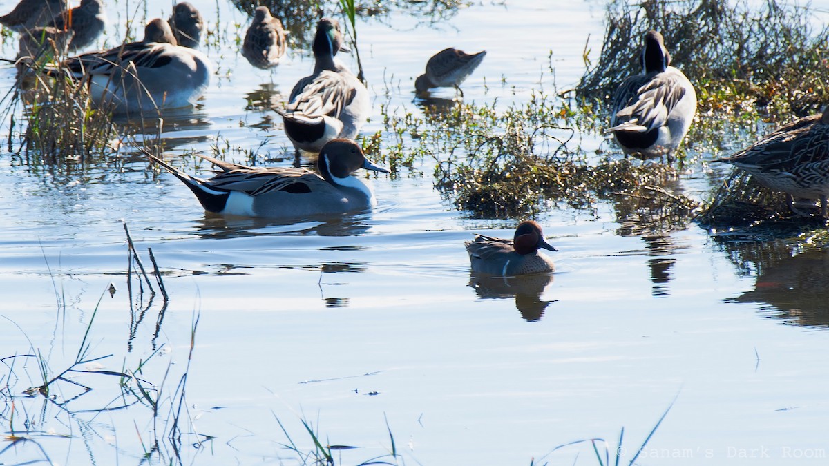 Northern Pintail - ML647521694