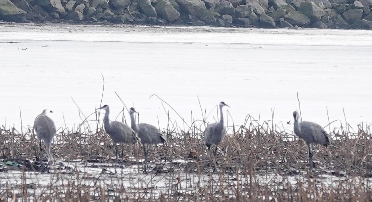 Sandhill Crane - ML647521696
