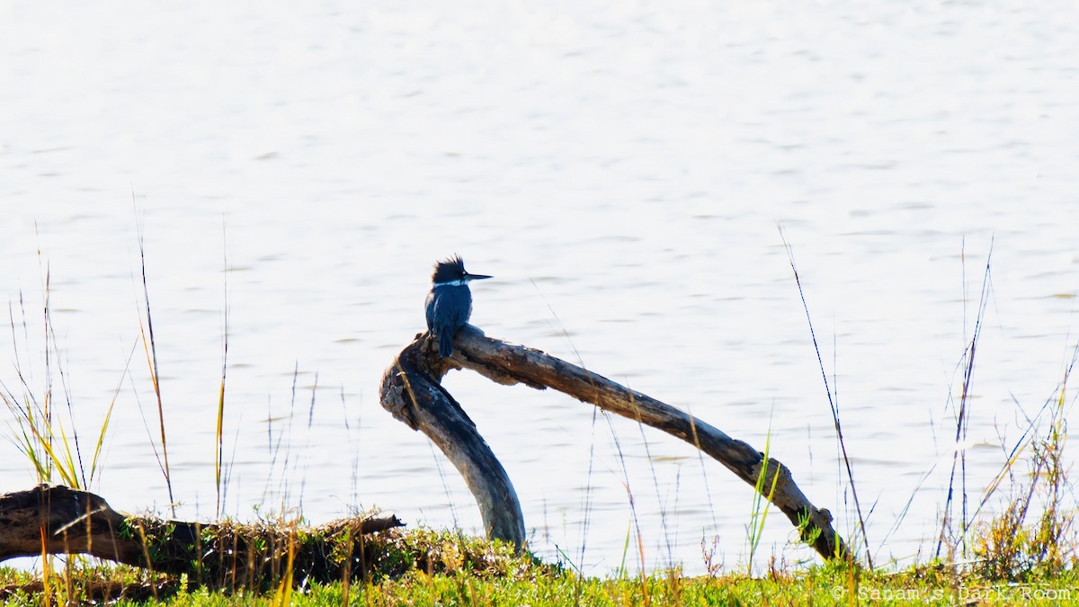שלדג אמריקני - ML647521699
