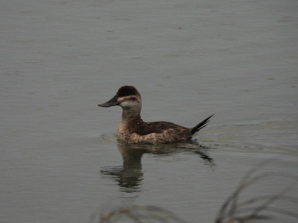 Amerika Dikkuyruğu - ML647521703