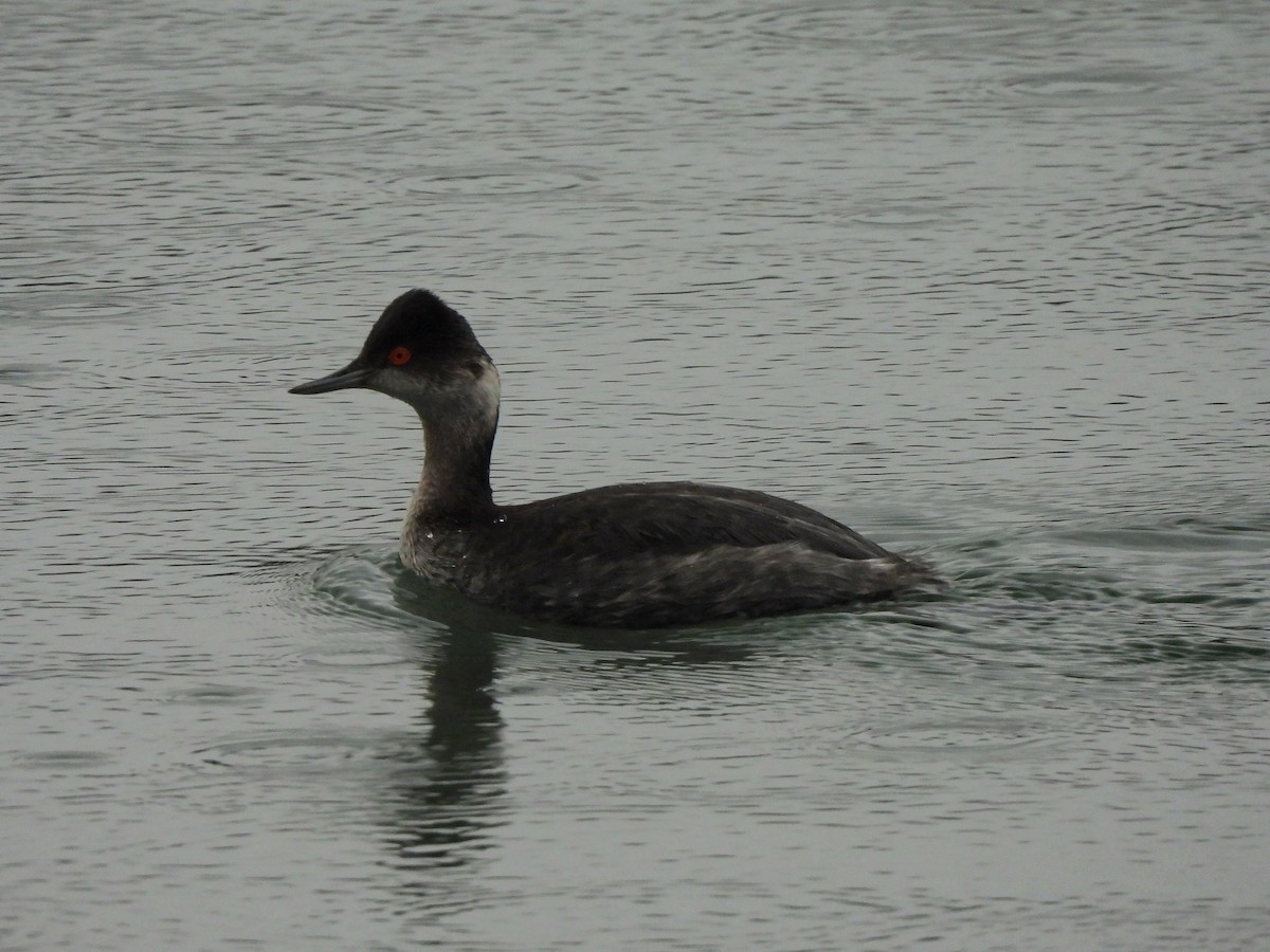 Grèbe à cou noir - ML647521722