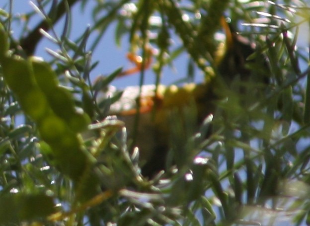 Northern Parula - ML647521732