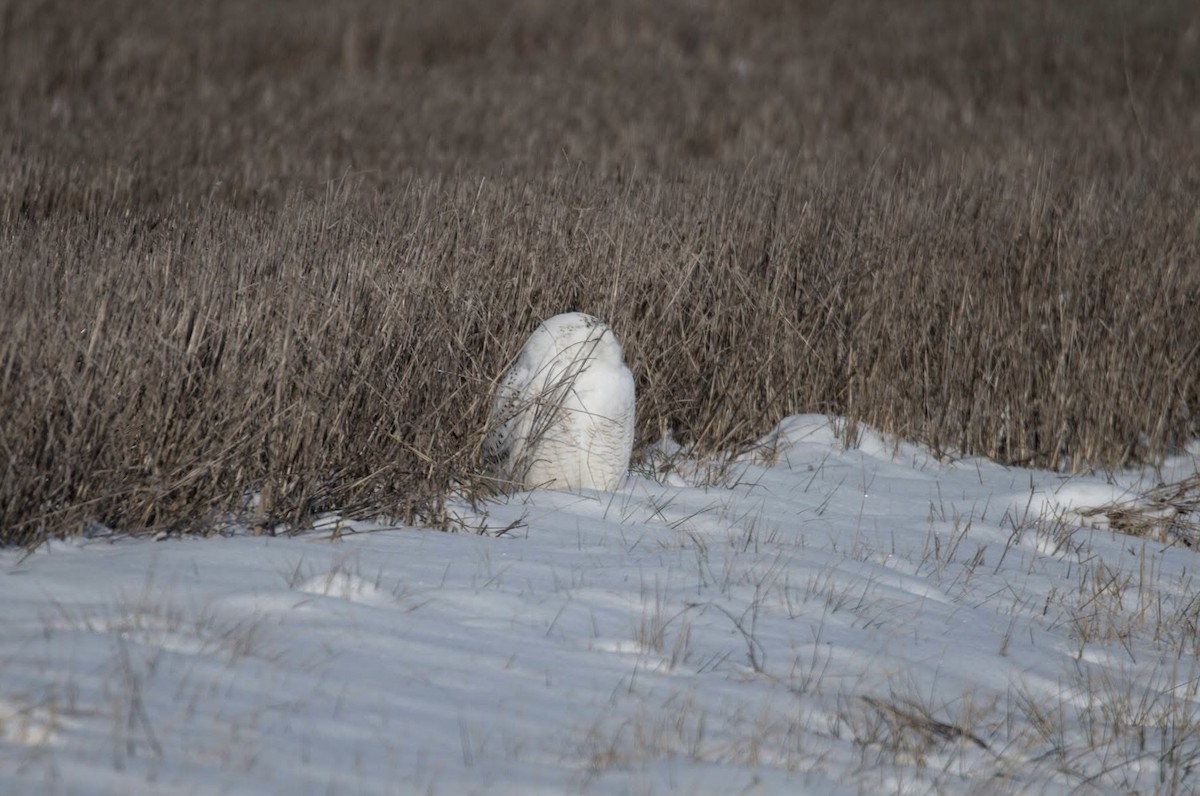 Snowy Owl - ML647521751
