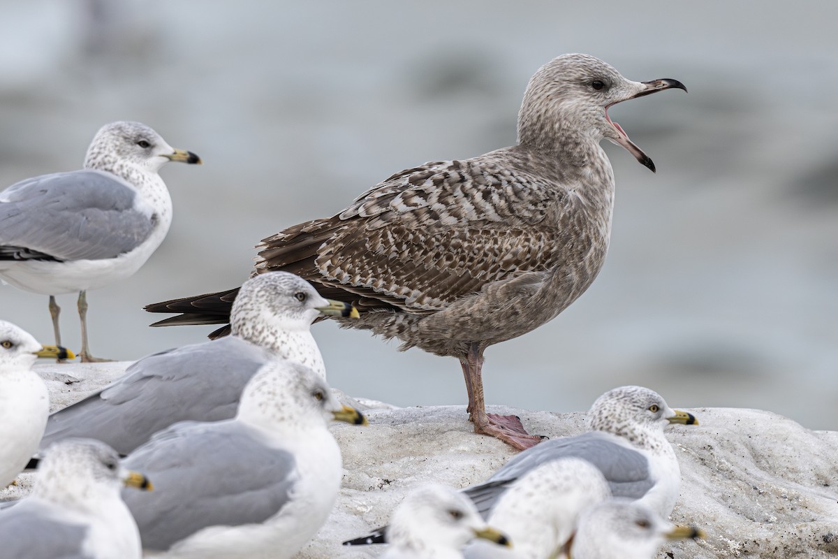 アメリカセグロカモメ - ML647521757