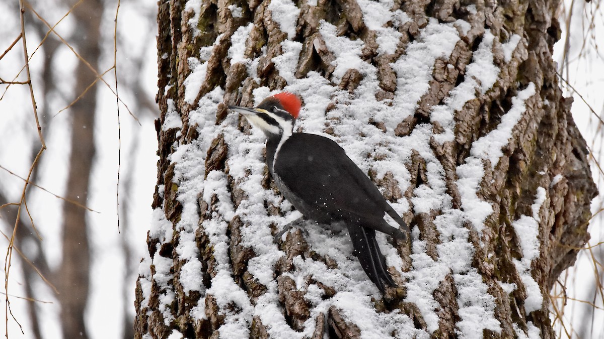 Хохлатая желна - ML647521764