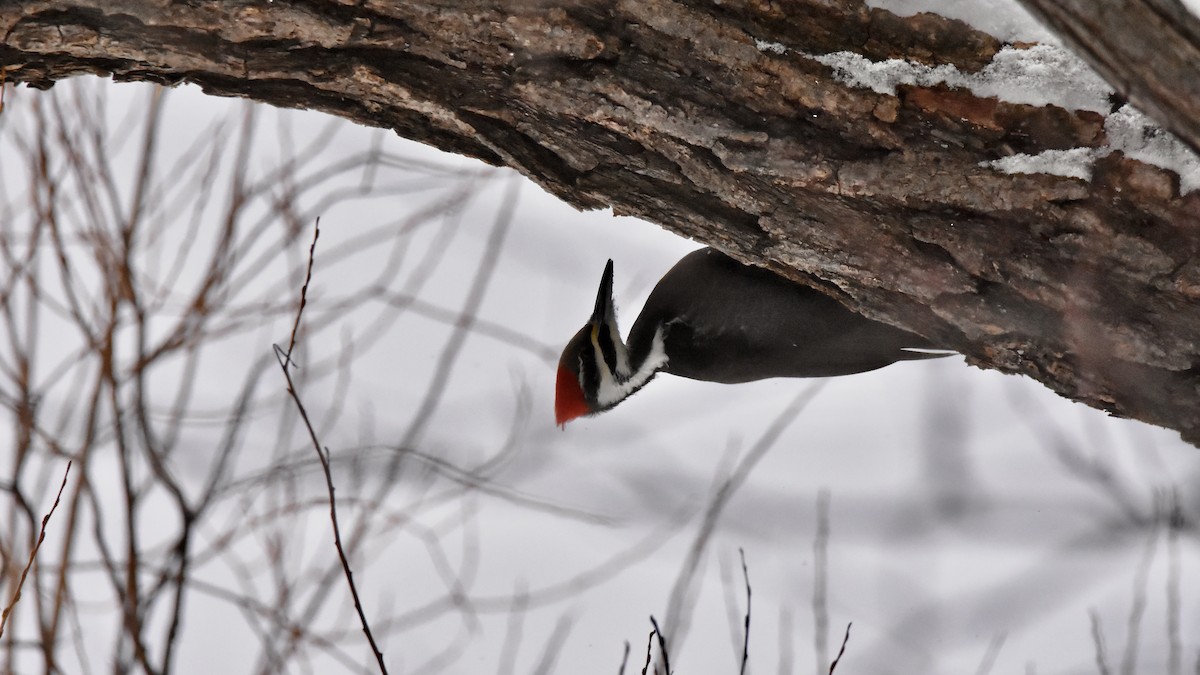 エボシクマゲラ - ML647521766