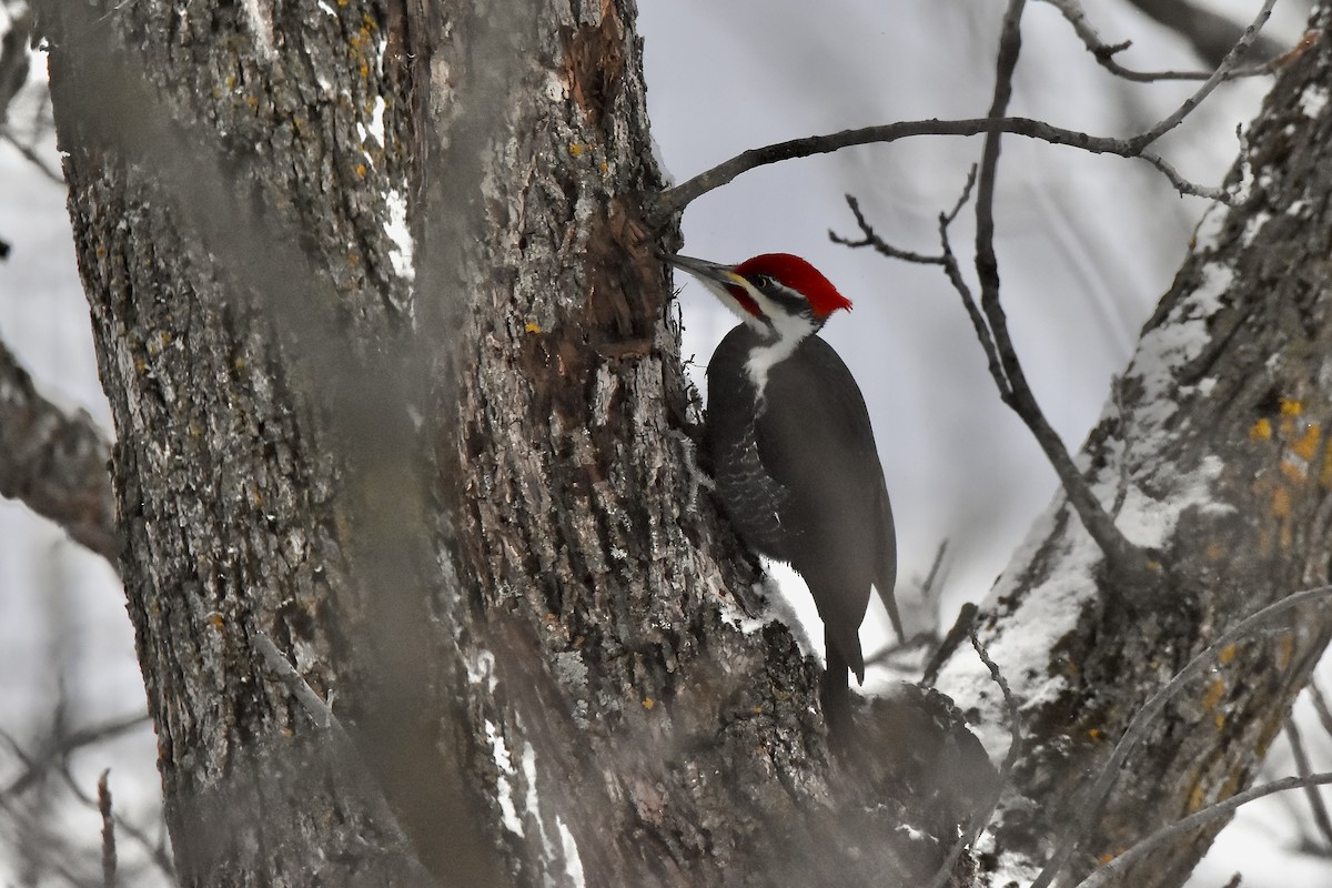 エボシクマゲラ - ML647521767