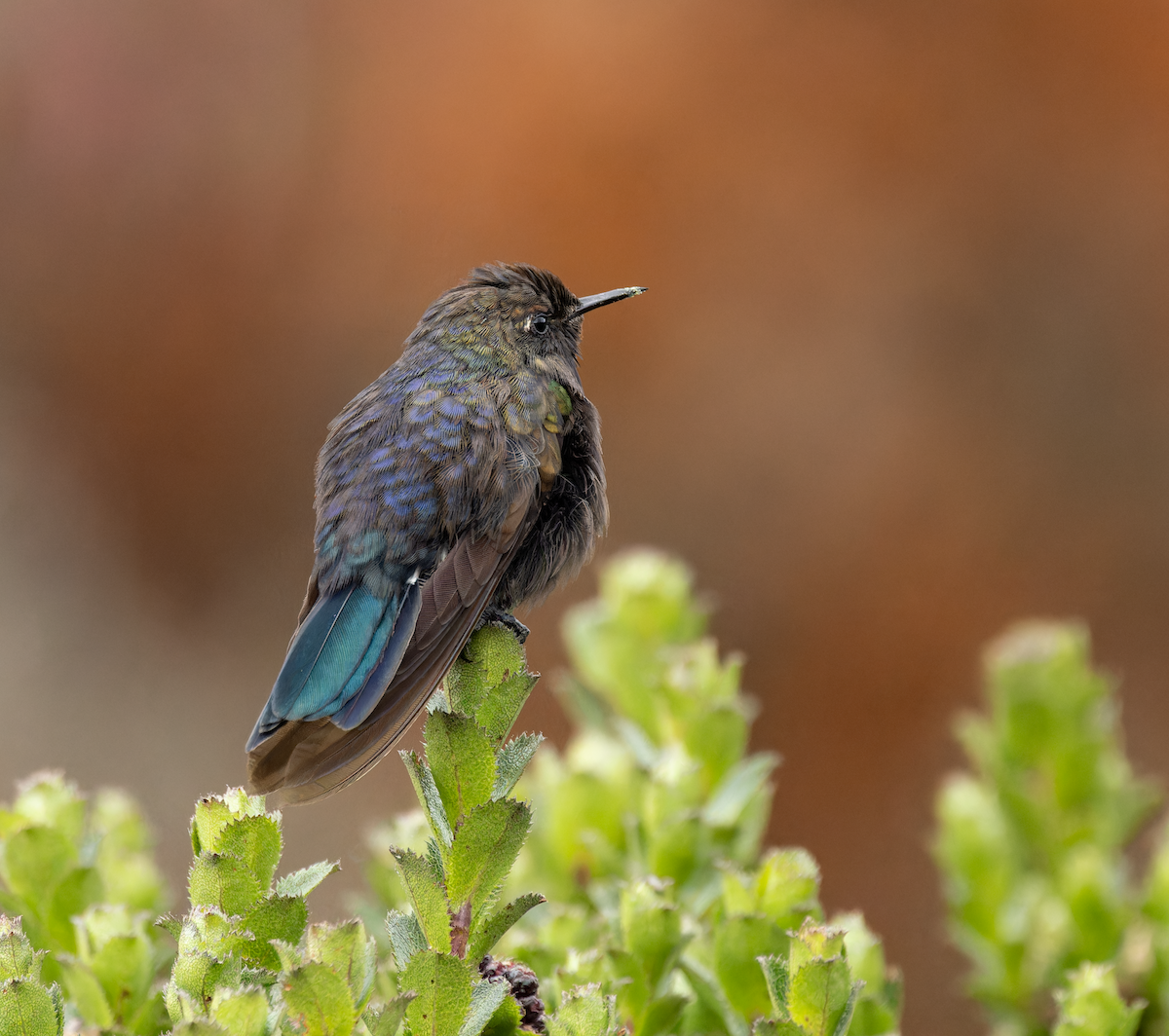 セアオコバシハチドリ - ML647521768