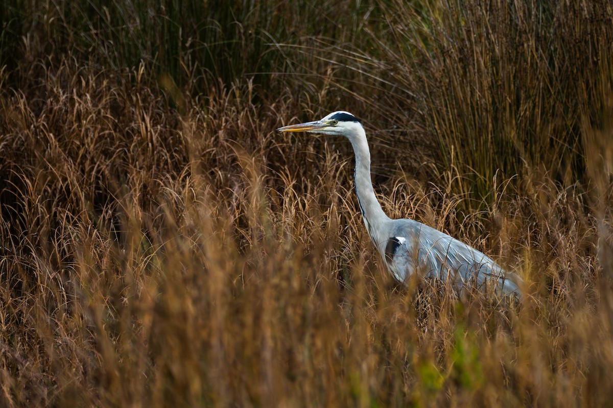 アオサギ - ML647521770