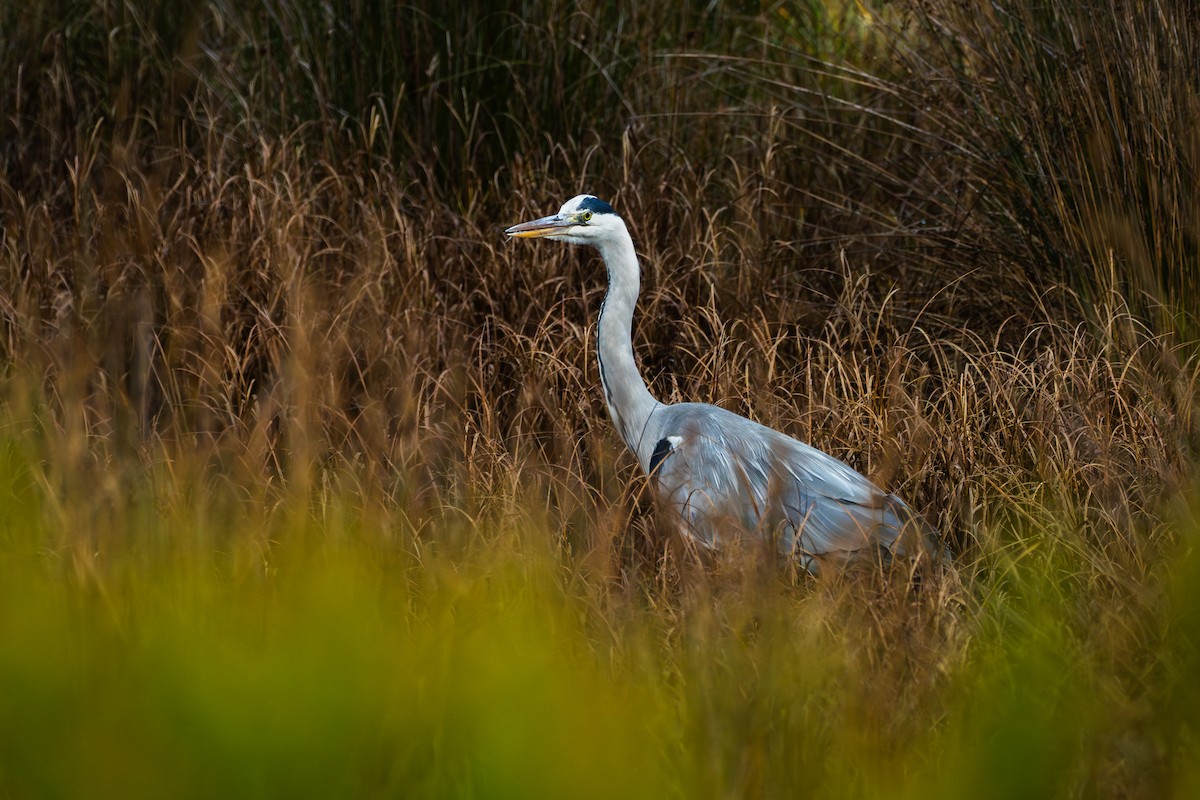 アオサギ - ML647521771