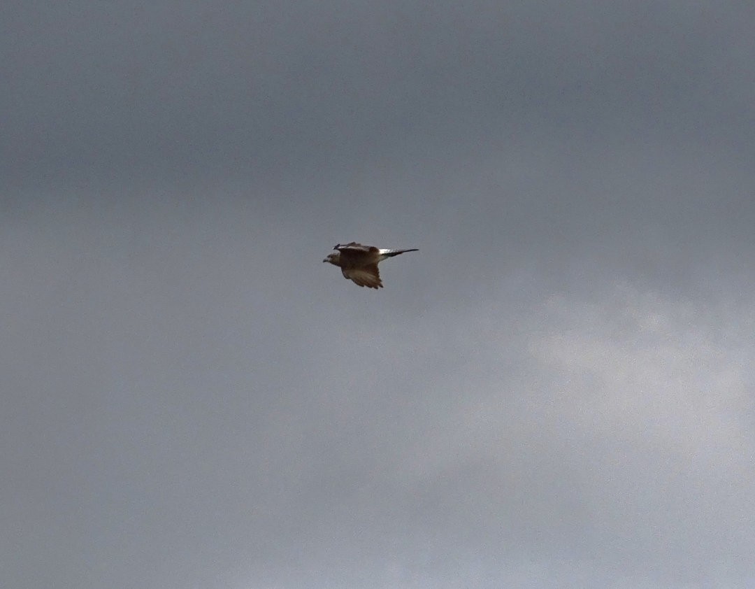 チマンゴカラカラ - ML647521772