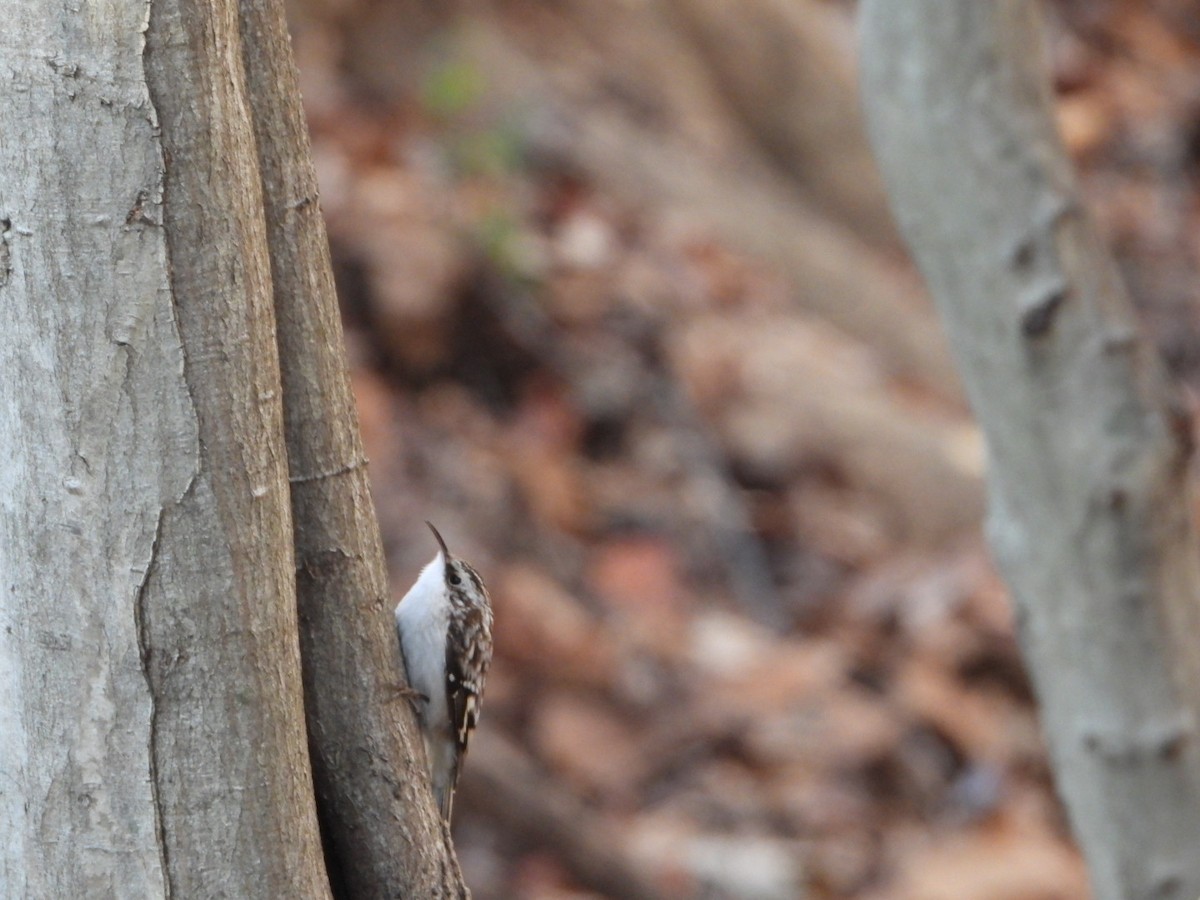 アメリカキバシリ - ML647521774