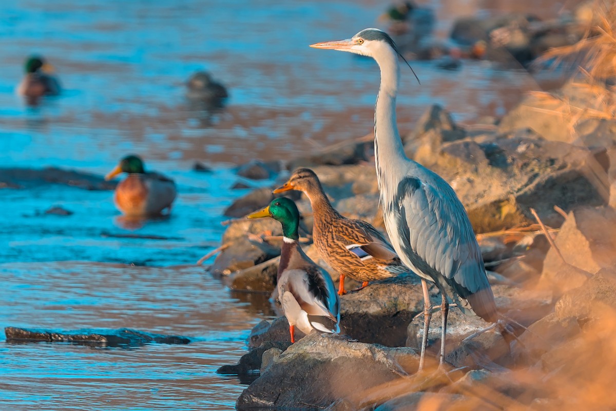 アオサギ - ML647521776