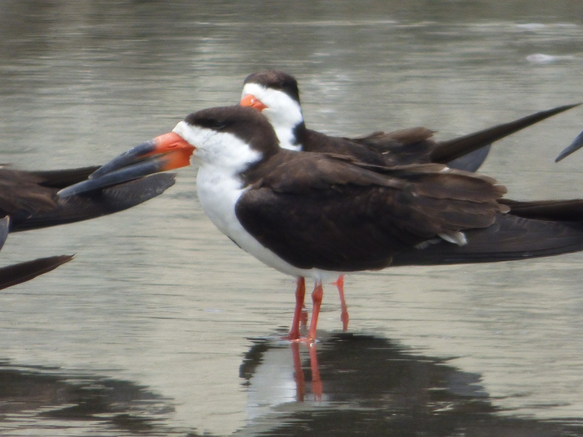 クロハサミアジサシ - ML647521778