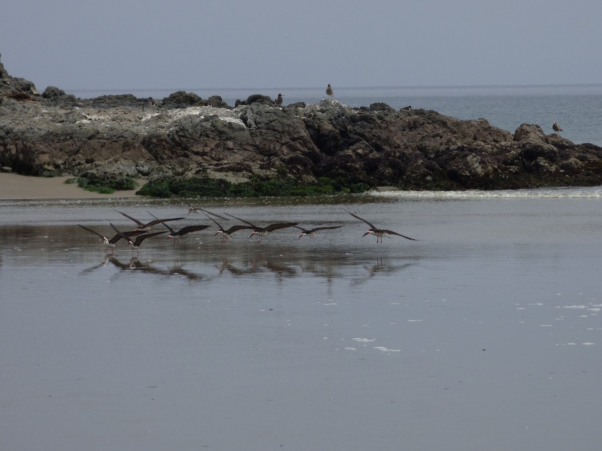 クロハサミアジサシ - ML647521779