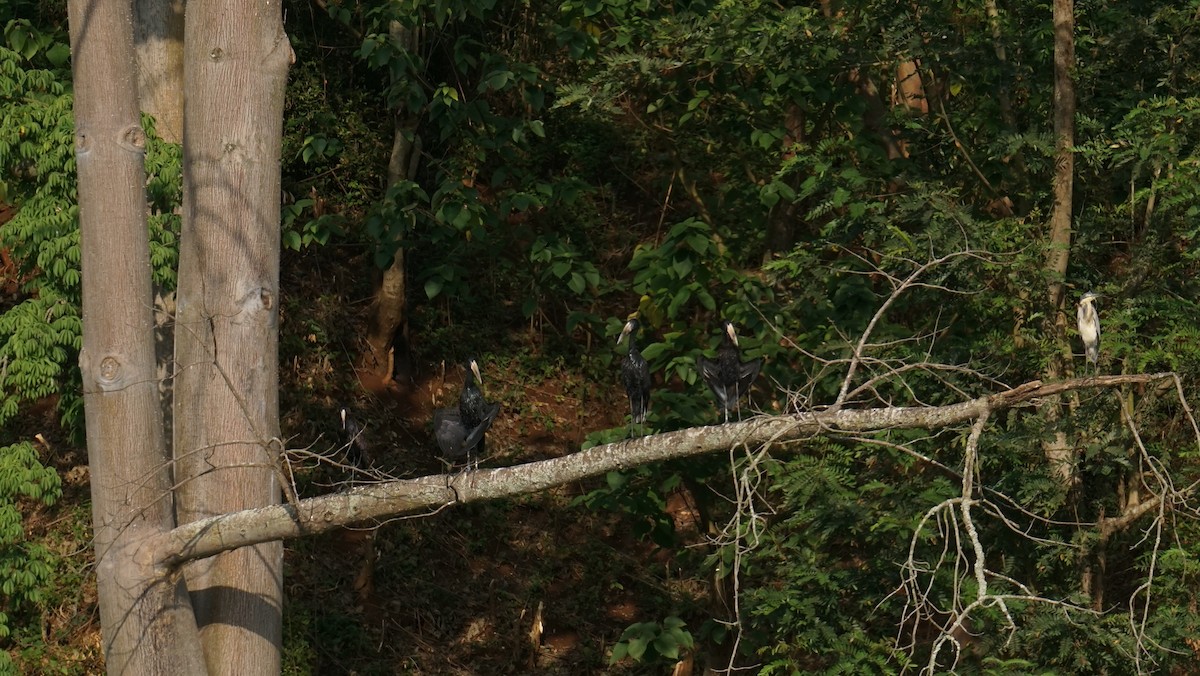 クロスキハシコウ - ML647521780