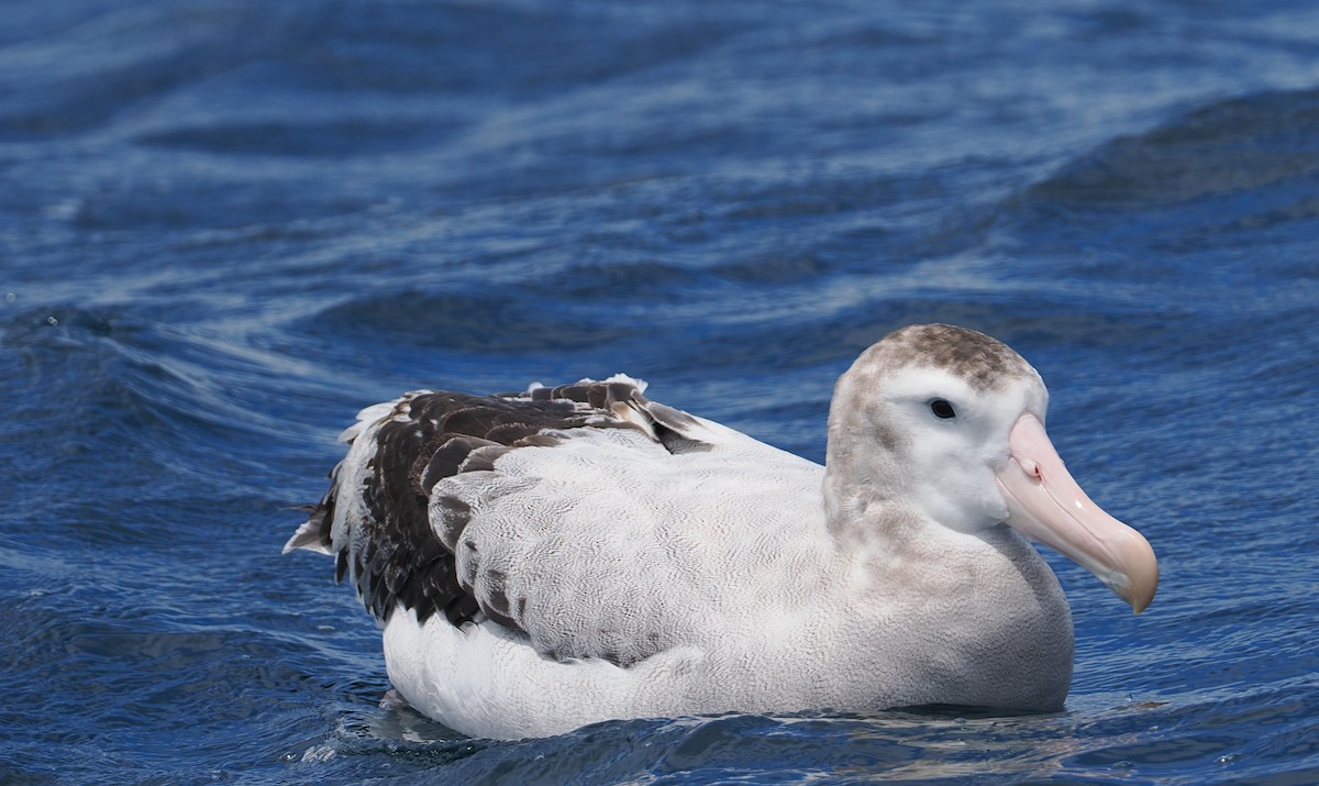 Antipodean Albatross - ML647521781