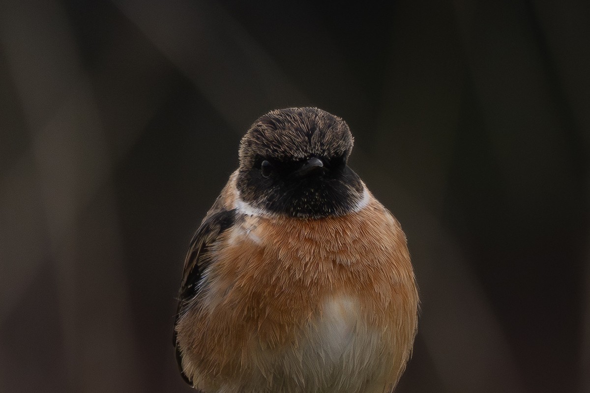 ヨーロッパノビタキ - ML647521782