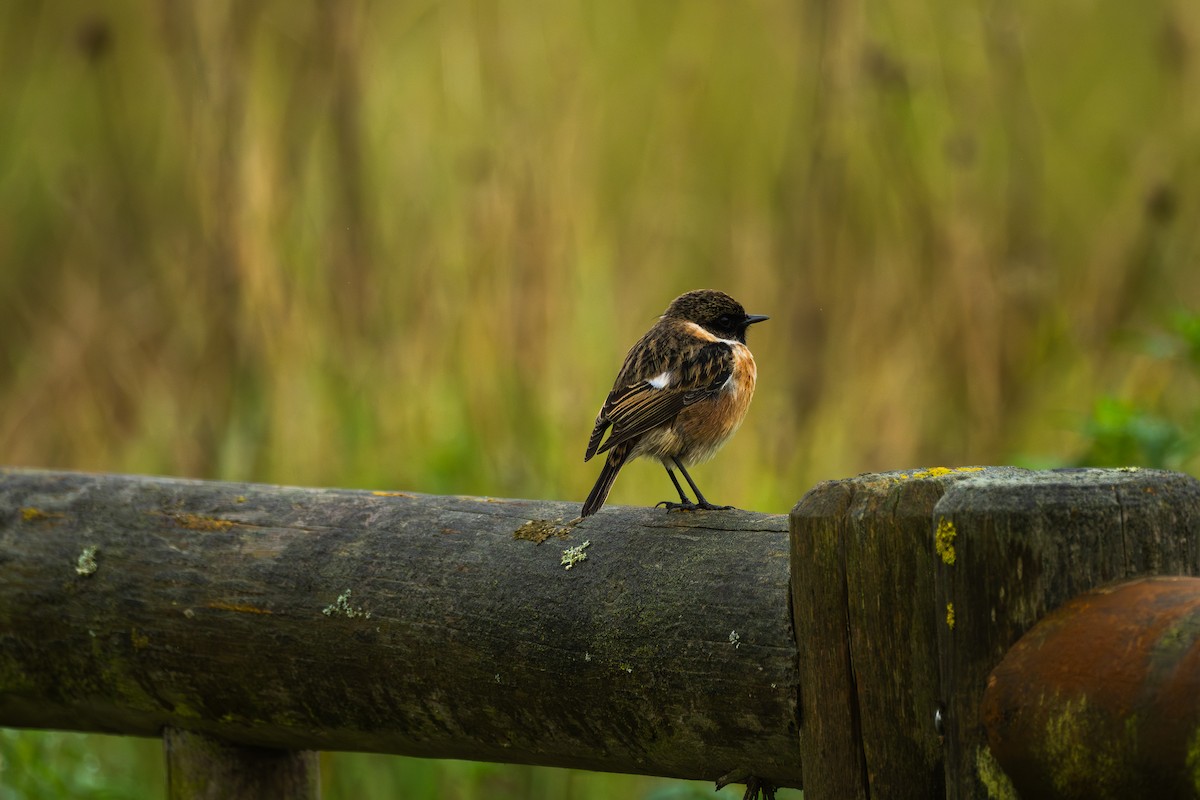 ヨーロッパノビタキ - ML647521783