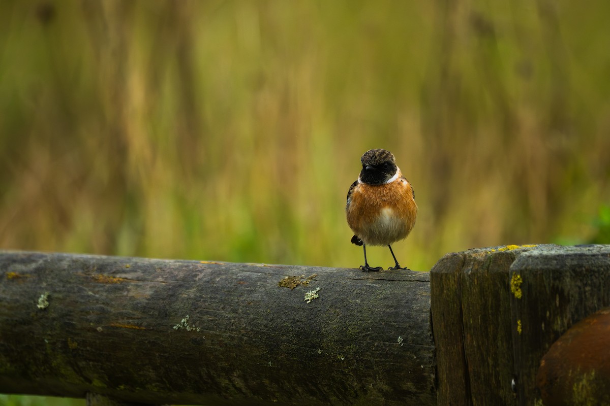 ヨーロッパノビタキ - ML647521784