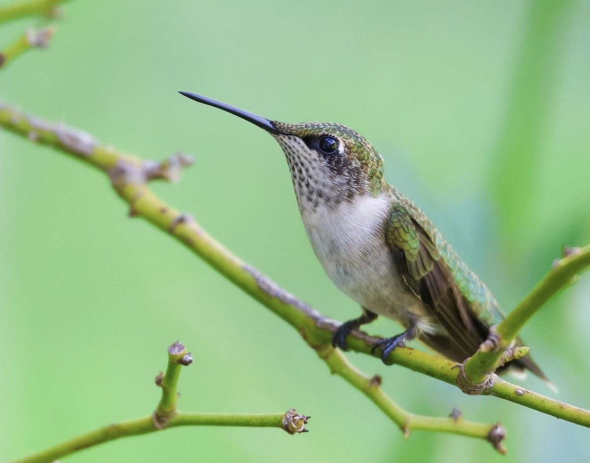 ノドアカハチドリ - ML647521785