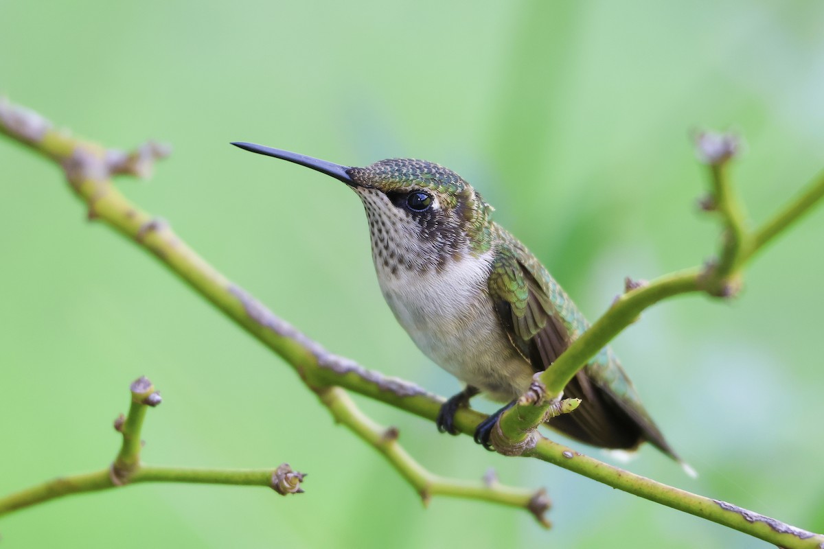 ノドアカハチドリ - ML647521786