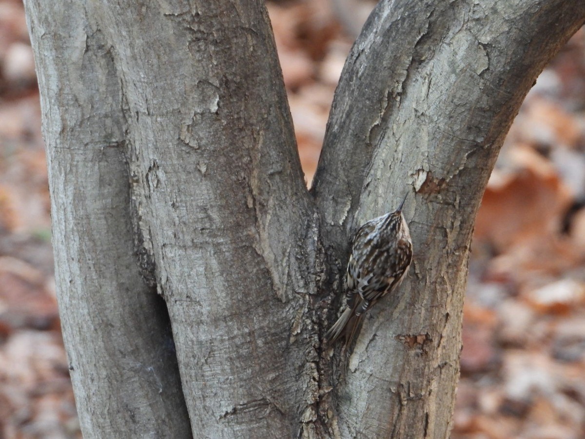 アメリカキバシリ - ML647521787