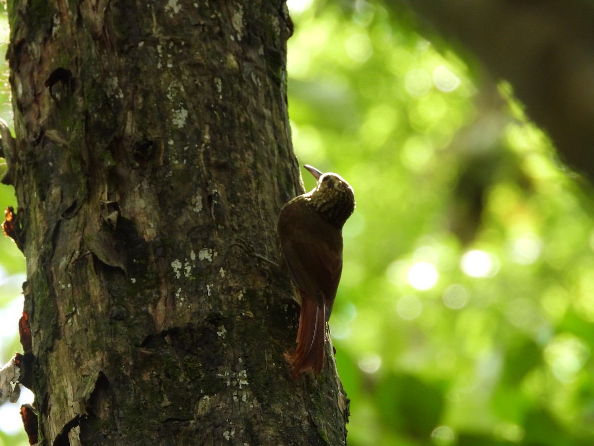 ヒメウロコオニキバシリ - ML647521789