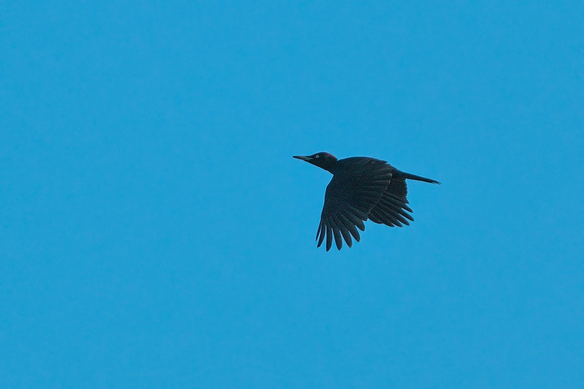 クマゲラ - ML647521791