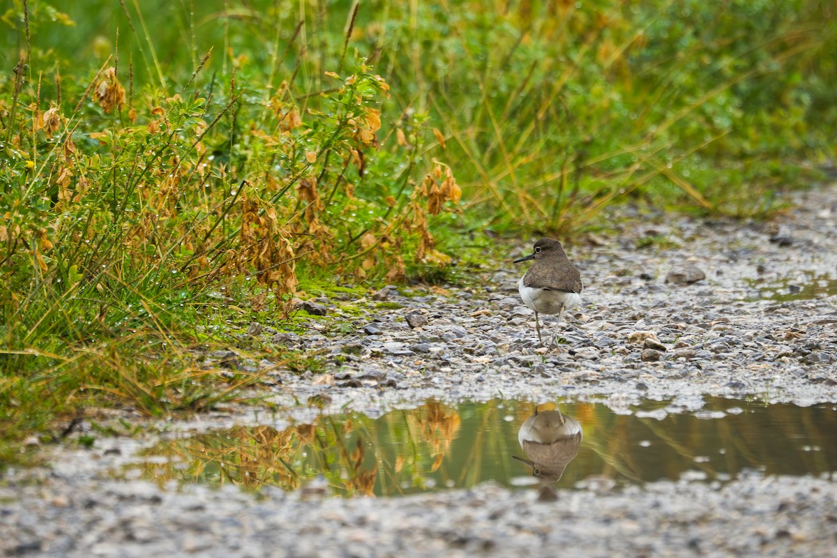 イソシギ - ML647521793