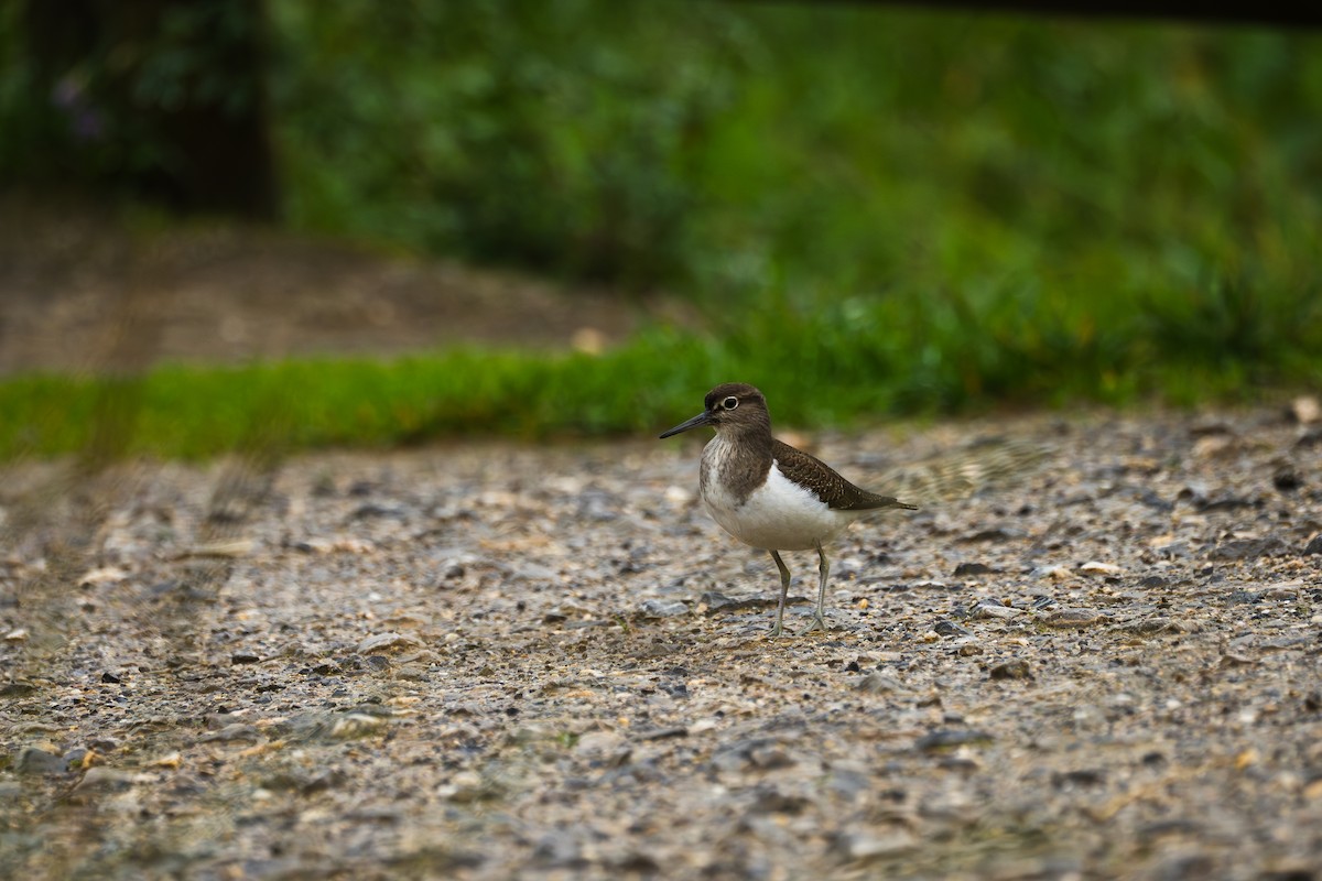 イソシギ - ML647521794