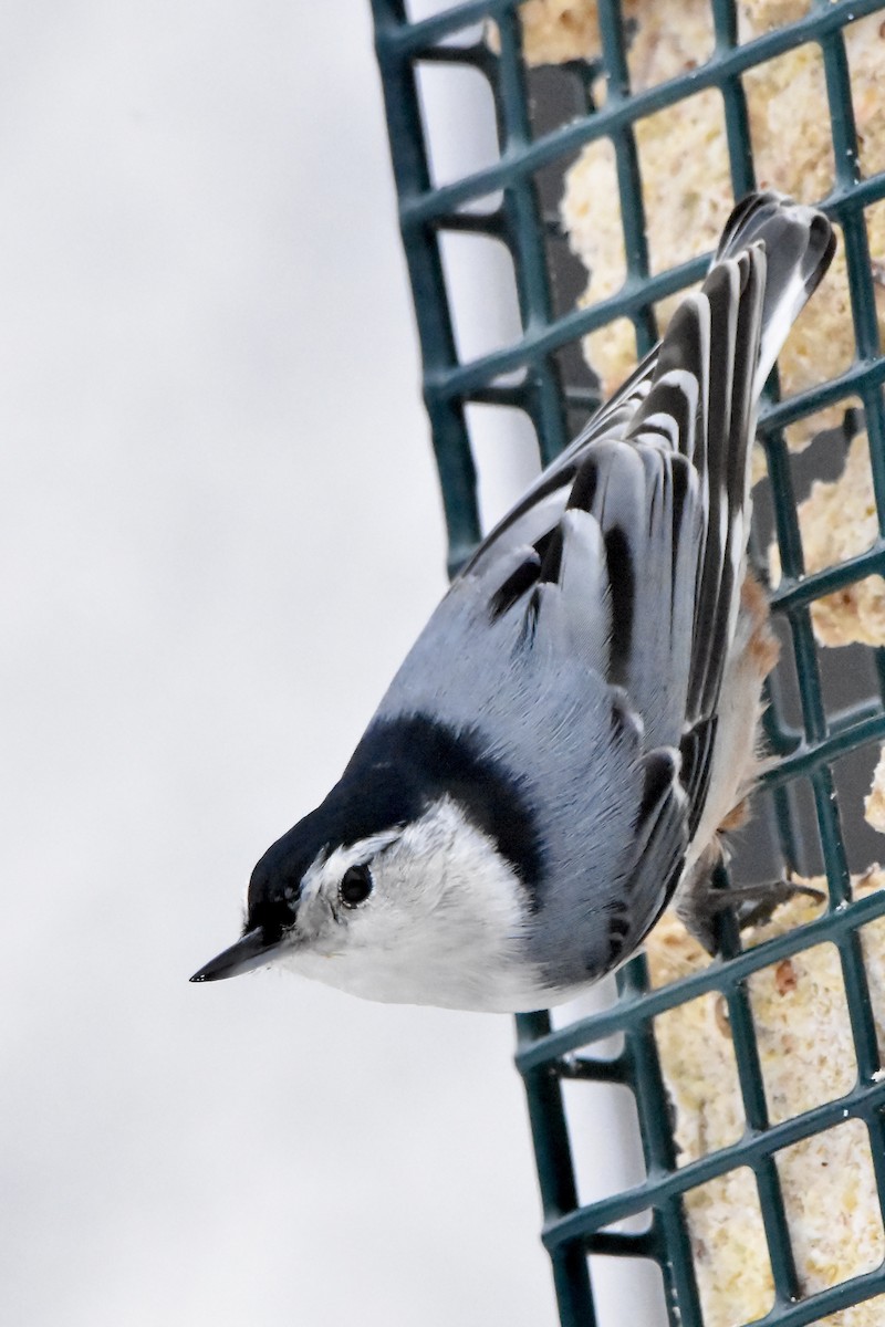 ムナジロゴジュウカラ - ML647521797