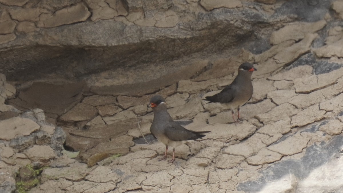 エリジロツバメチドリ - ML647521798