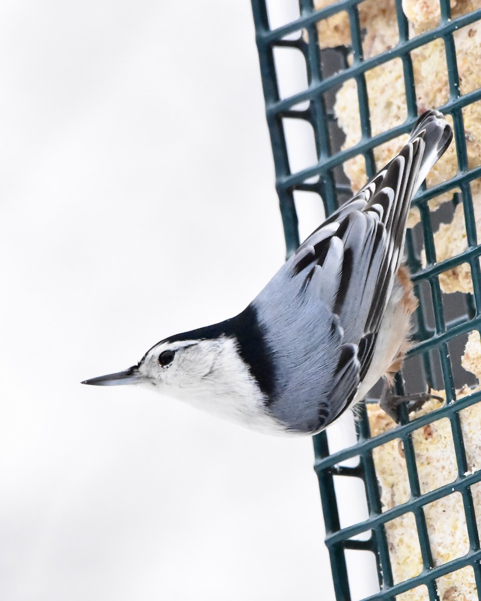 ムナジロゴジュウカラ - ML647521799