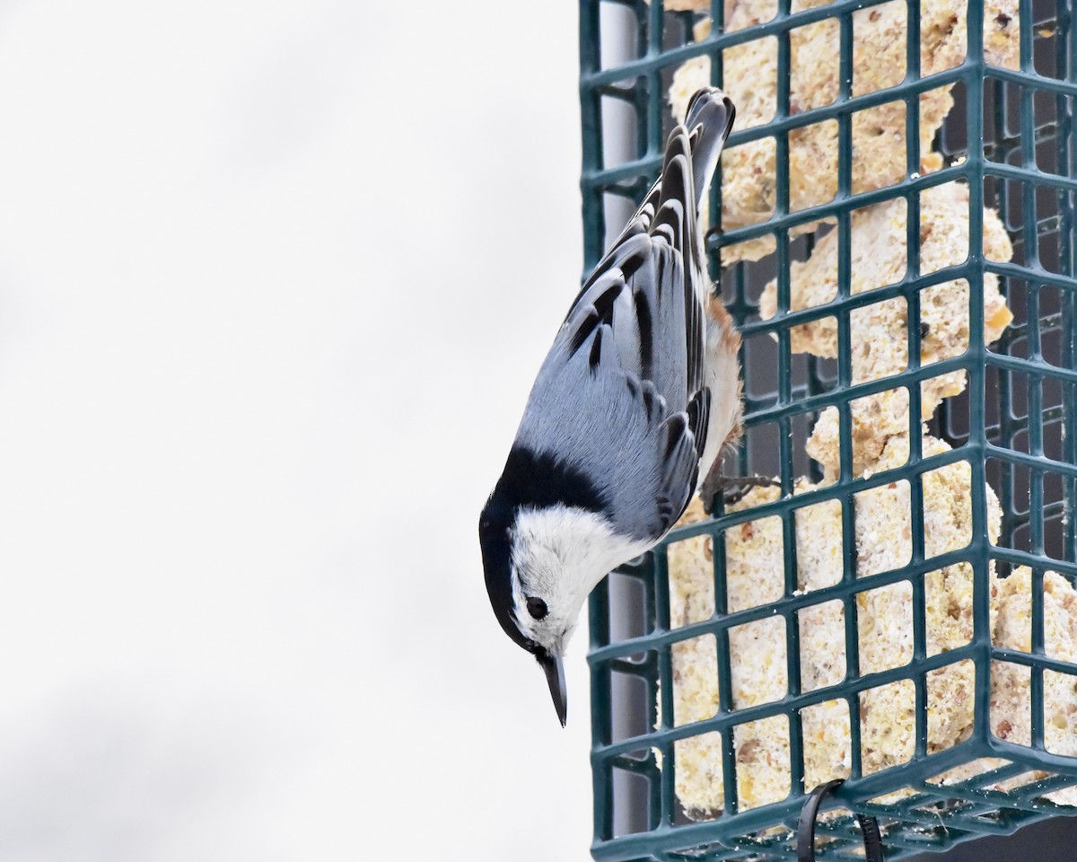 ムナジロゴジュウカラ - ML647521800