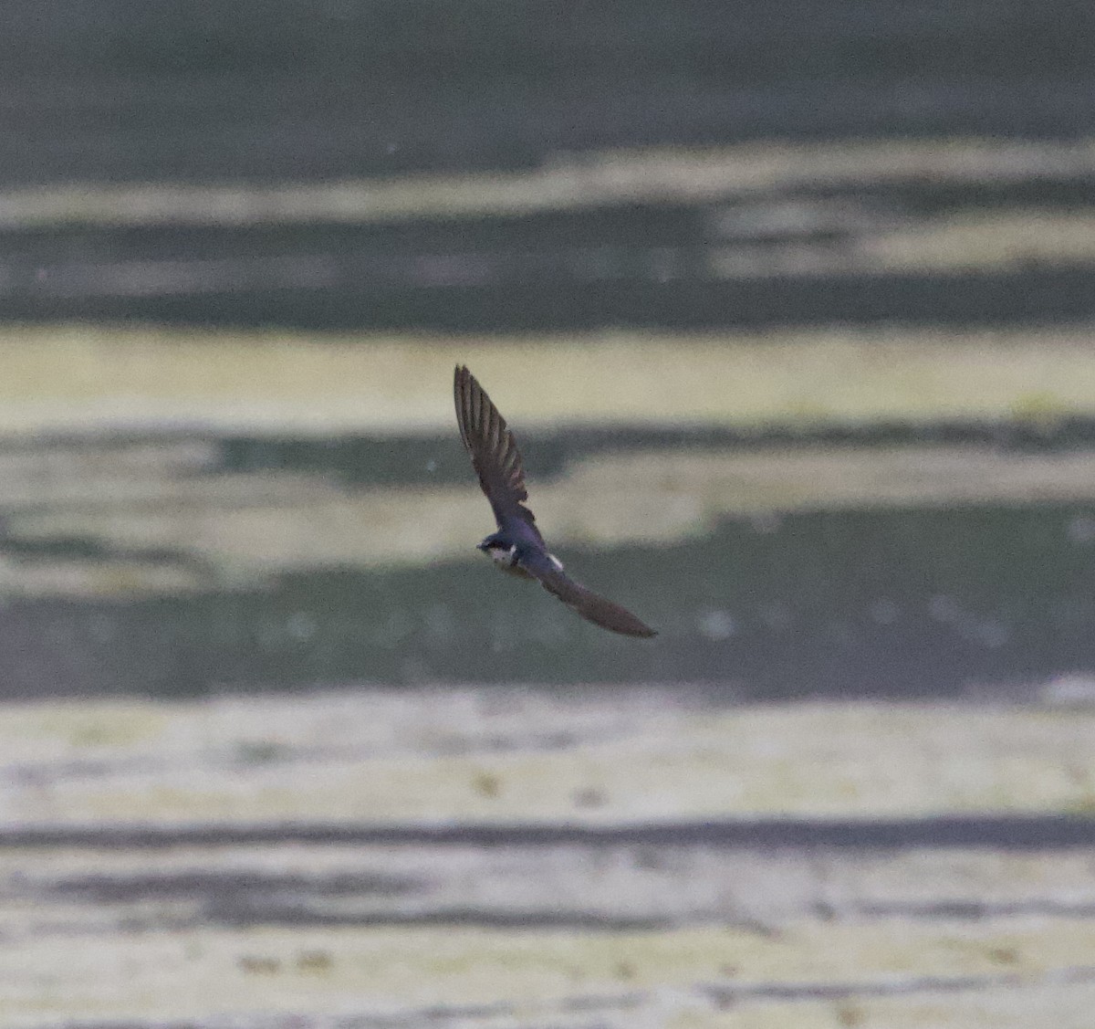 Ak Sokumlu Kırlangıç - ML647521808