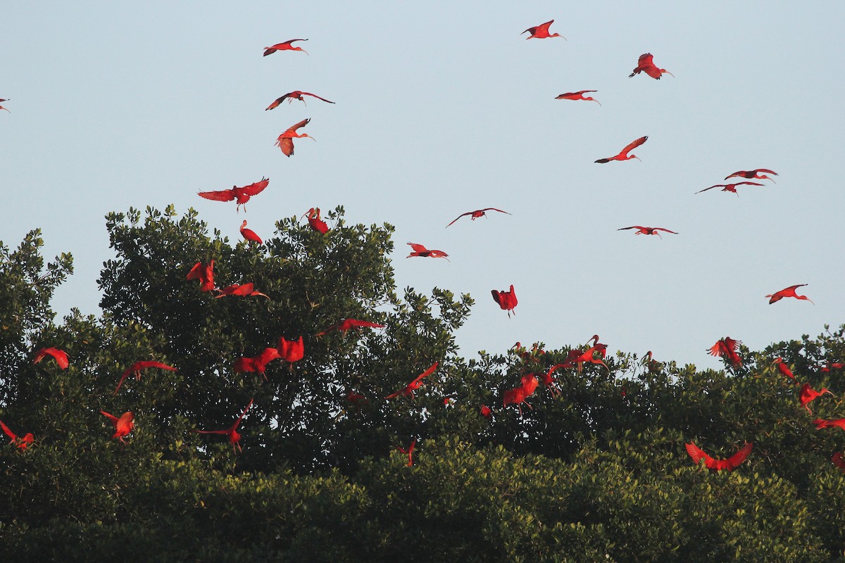 ショウジョウトキ - ML647521833