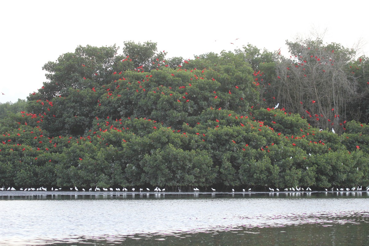 ショウジョウトキ - ML647521834