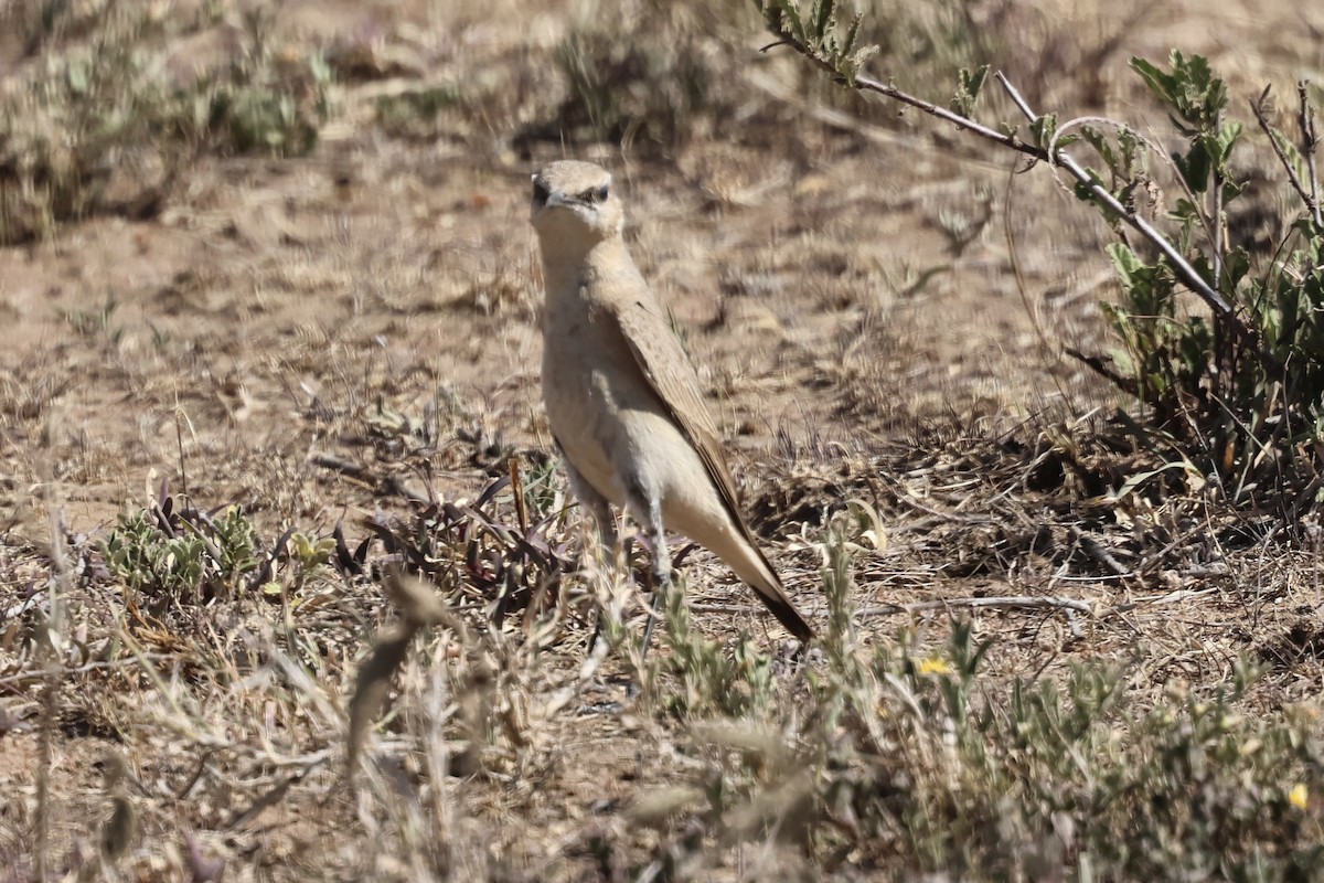 イナバヒタキ - ML647521846
