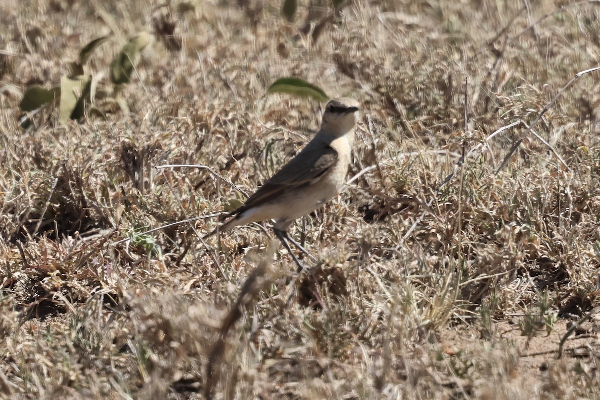 イナバヒタキ - ML647521847