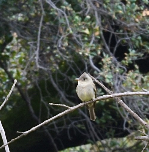 Greater Pewee - ML647521850