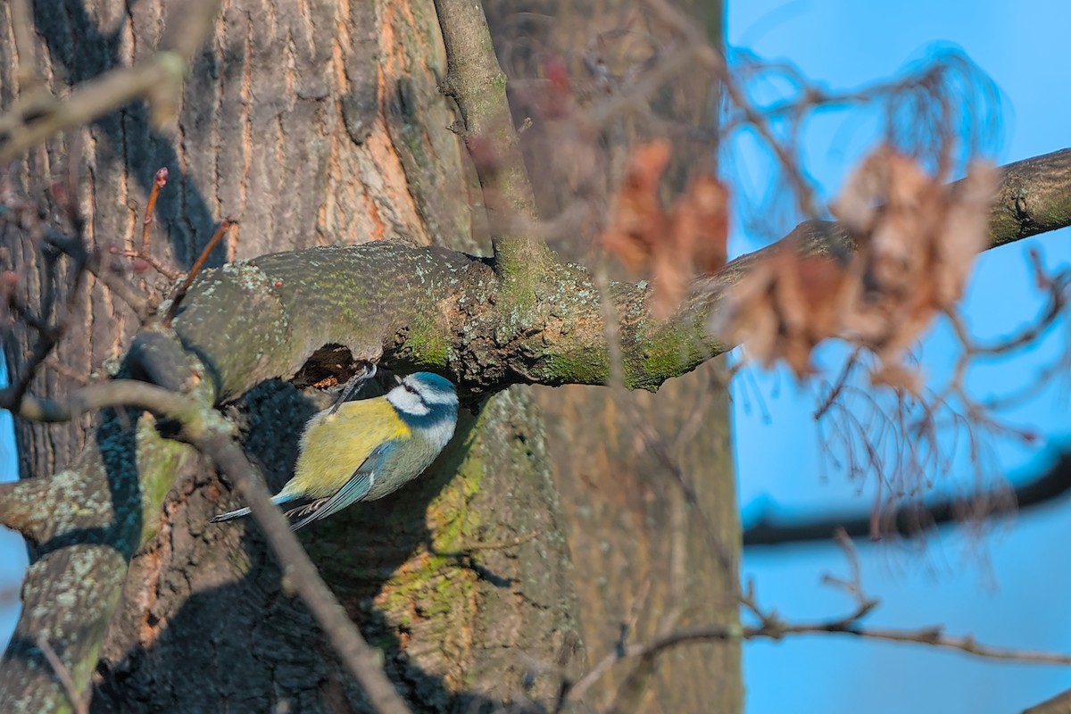 Eurasian Blue Tit - ML647521852