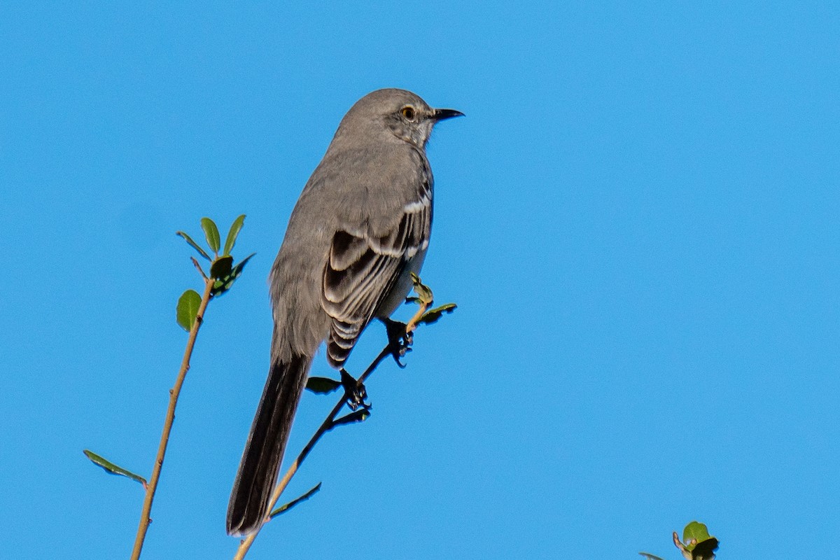 マネシツグミ - ML647521860