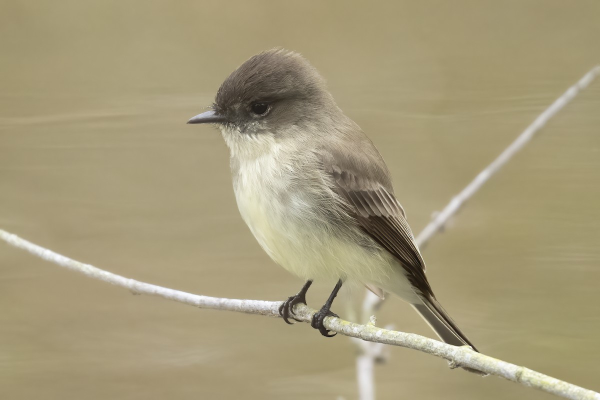 ツキヒメハエトリ - ML647521861