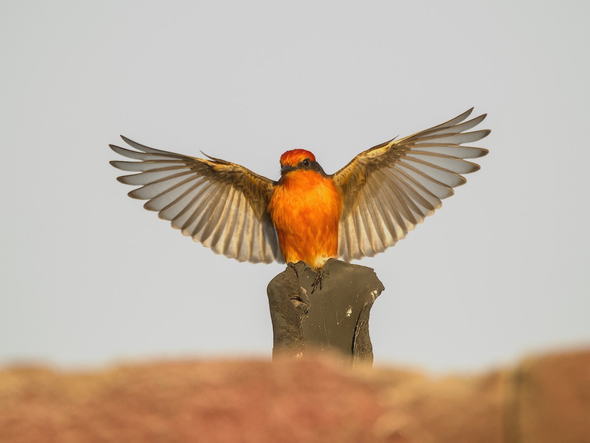 ベニタイランチョウ - ML647521862